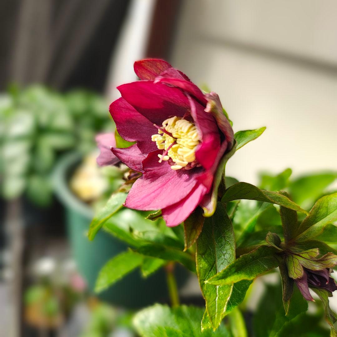 2619シャルウィダンス赤 ヒデコートhyb若泉ファーム クリスマスローズ開花株