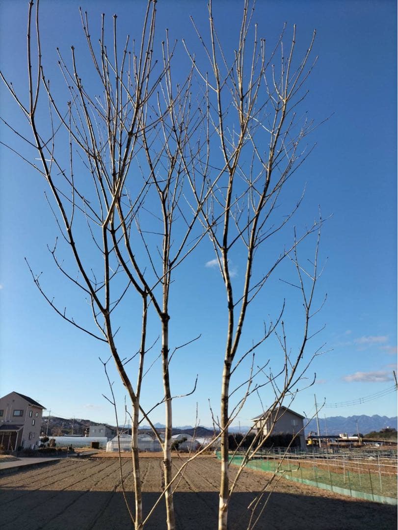 山採り アオダモ 自然樹形