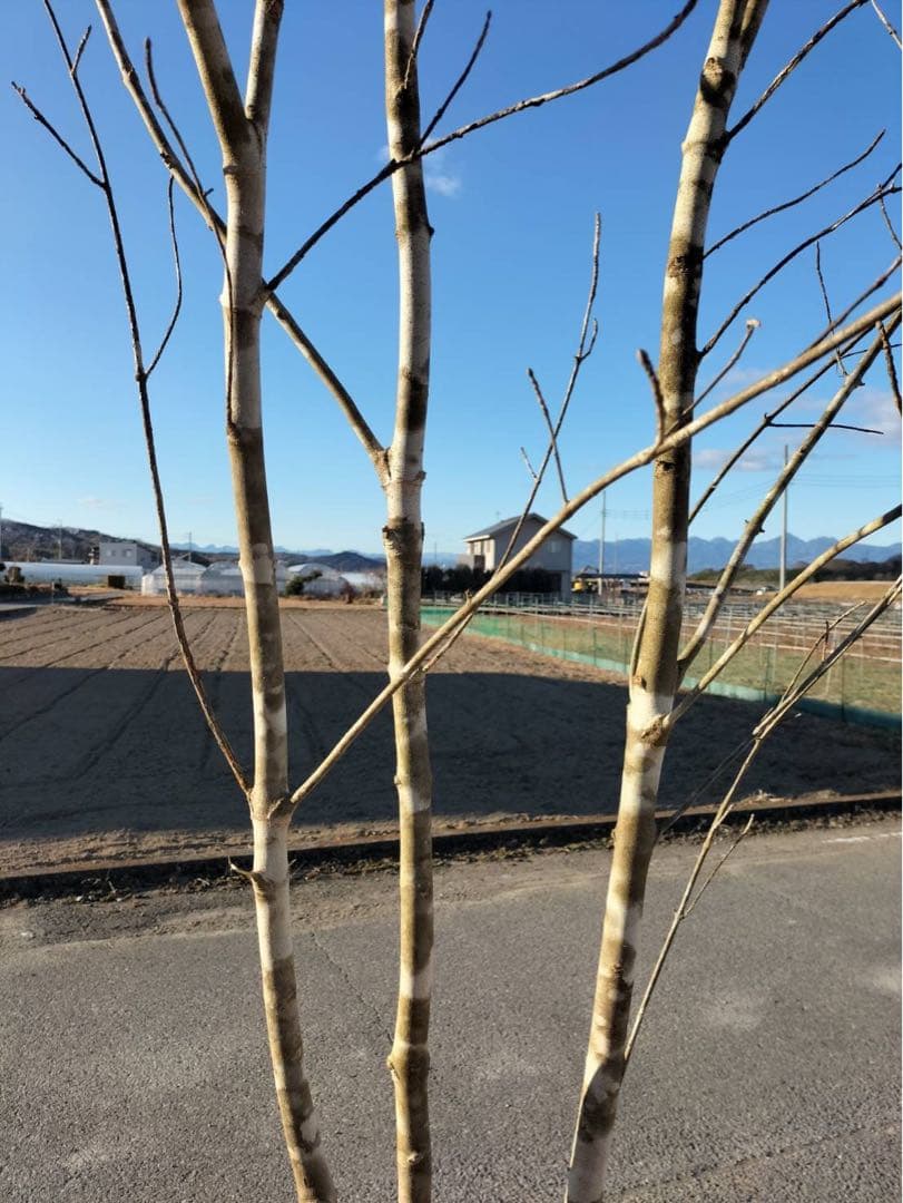 山採り アオダモ 自然樹形