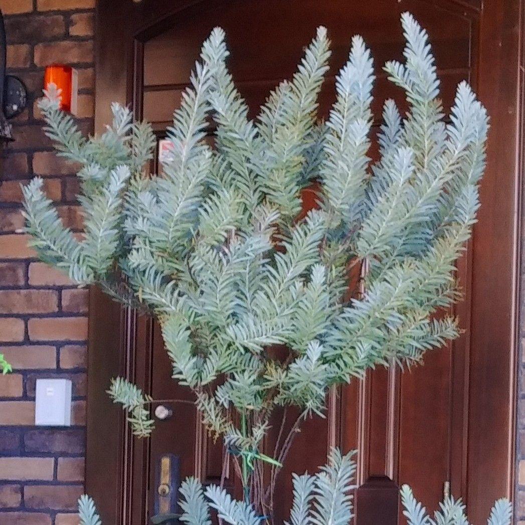 アカシアブルーブッシュ苗 大型190cm❗10号 綺麗な樹形 シルバーリーフ