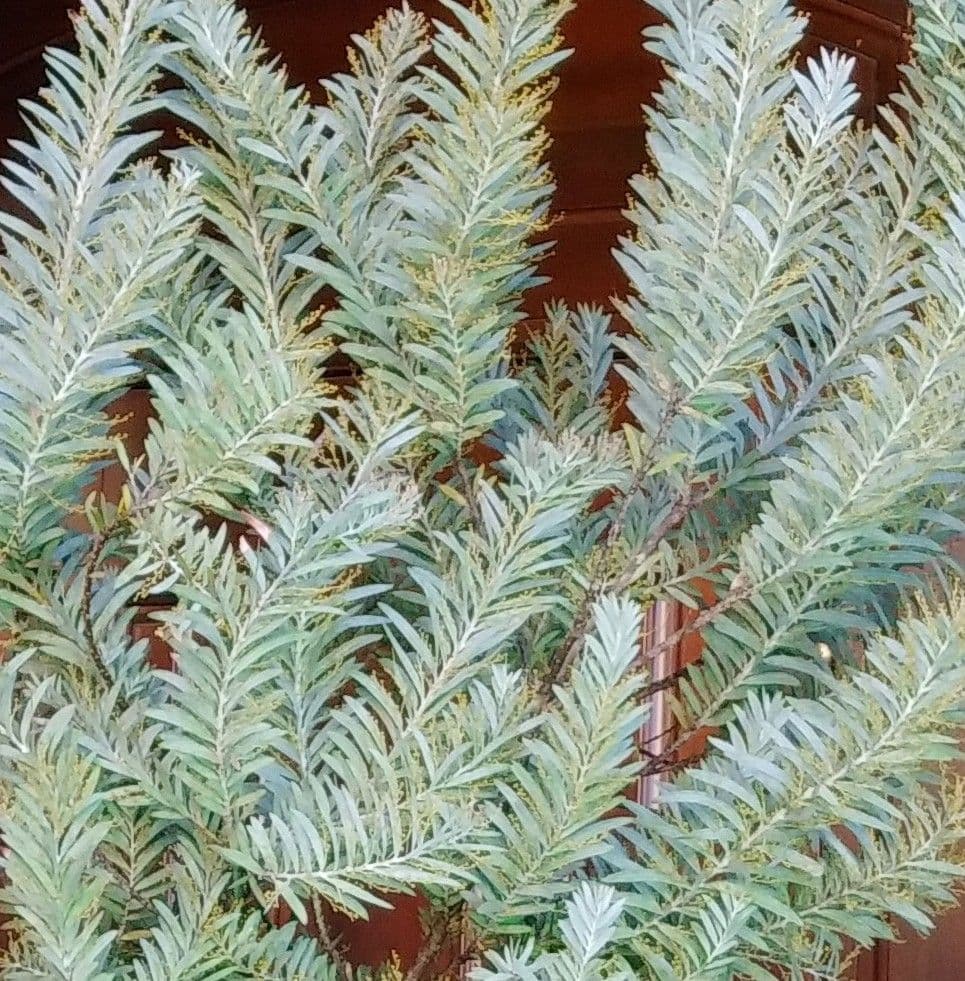 アカシアブルーブッシュ苗 大型190cm❗10号 綺麗な樹形 シルバーリーフ