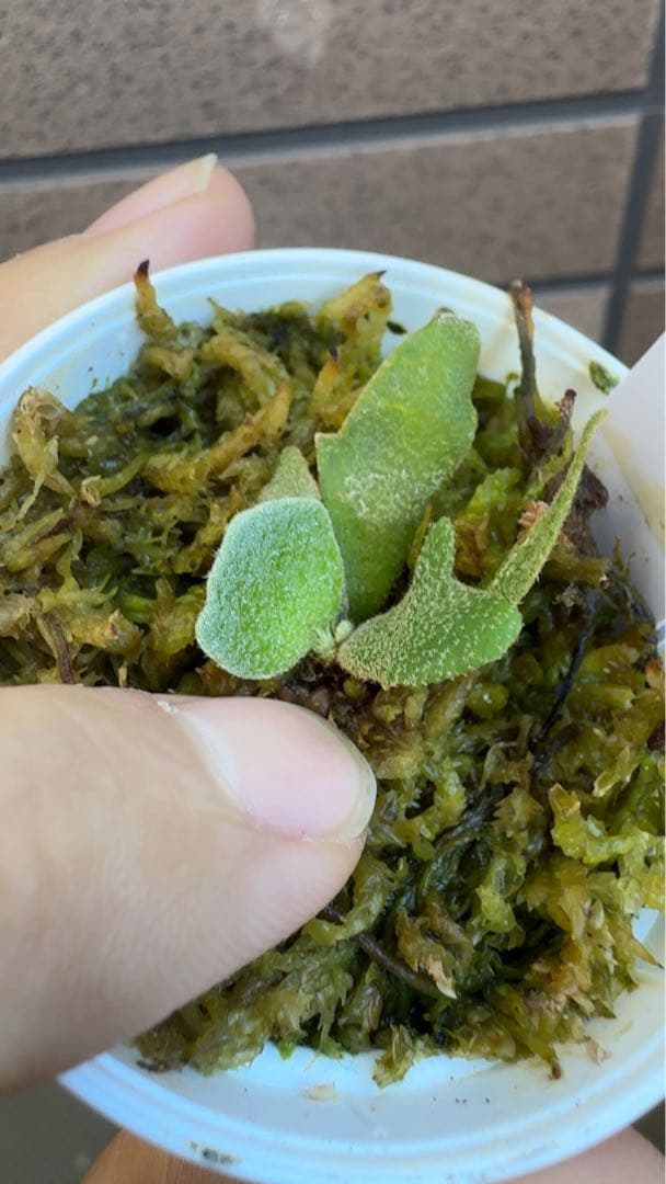 ビカクシダ P.willinckii Kaguya sporeling