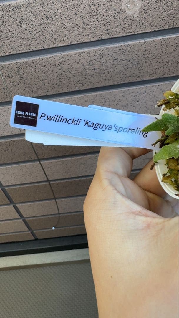 ビカクシダ P.willinckii Kaguya sporeling