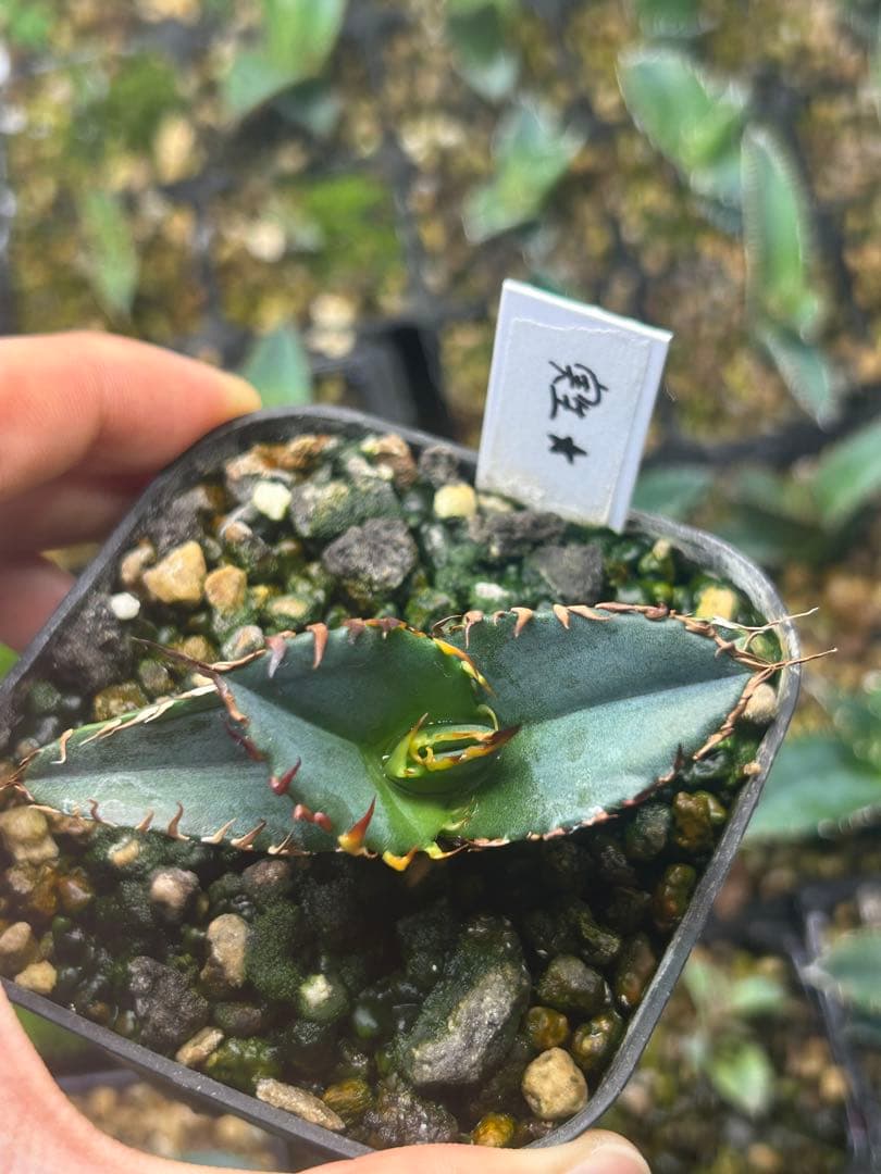 アガベ　実生子株