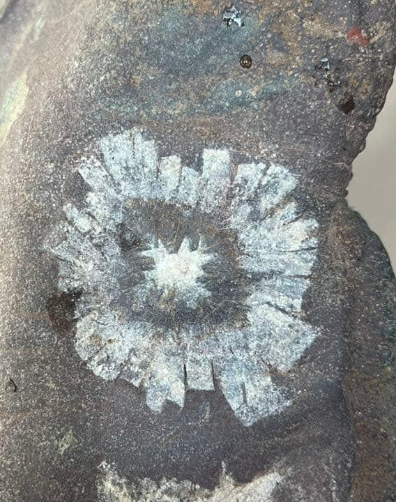 岐阜根尾谷　天然菊花石