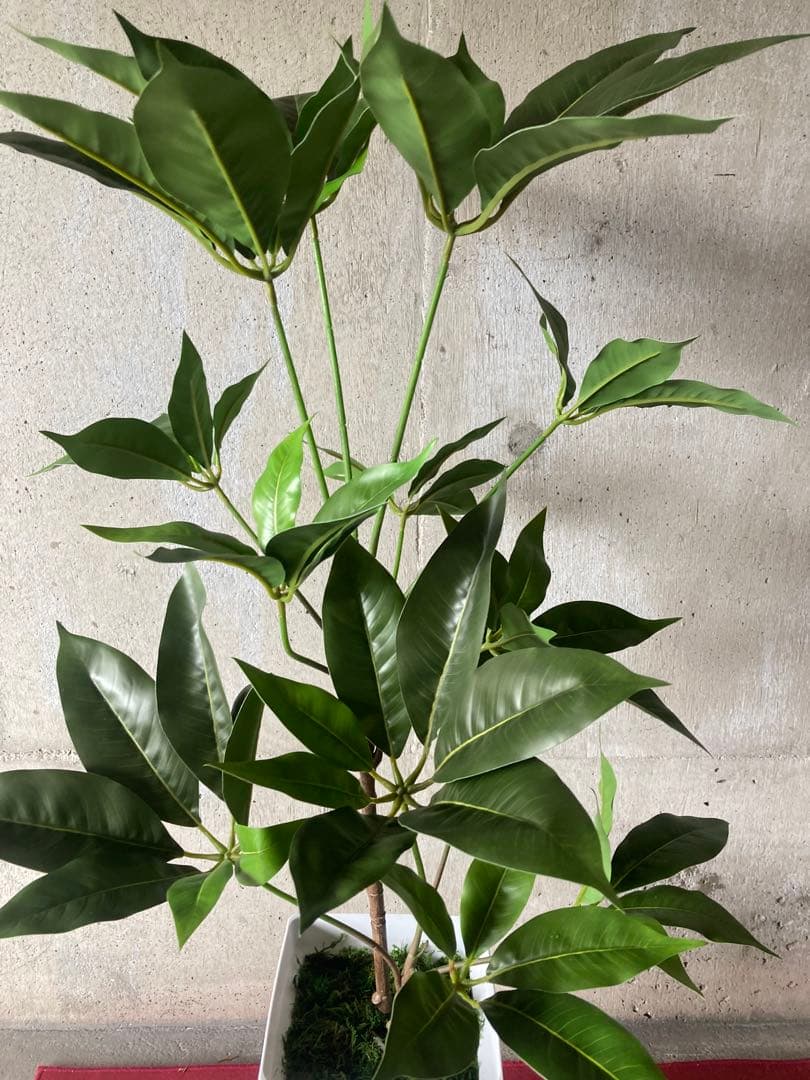 光触媒　人工観葉植物　ウォールグリーン　フェイクグリーン　ツピタンサス11