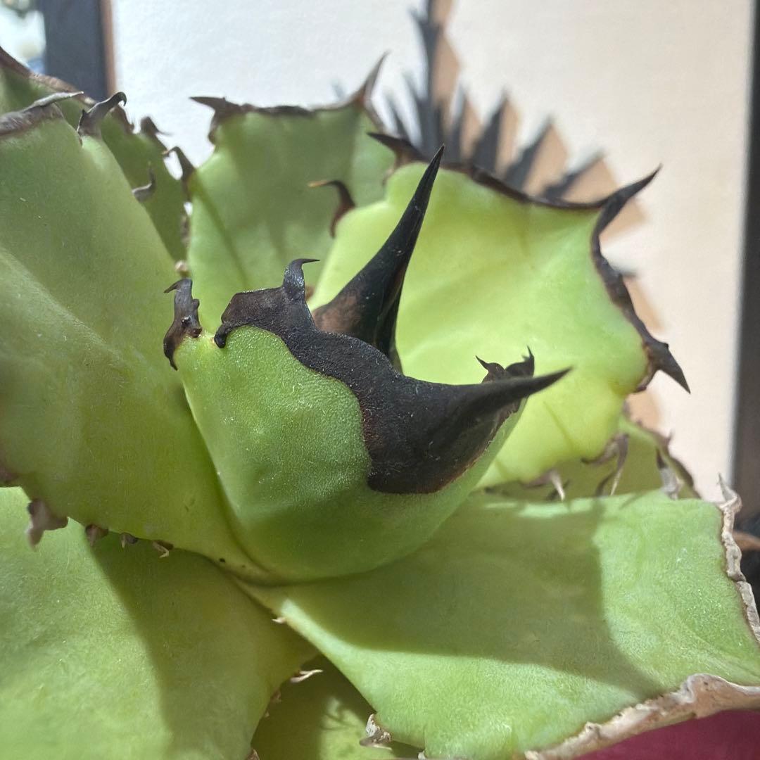 アガベ 040キングアーサー