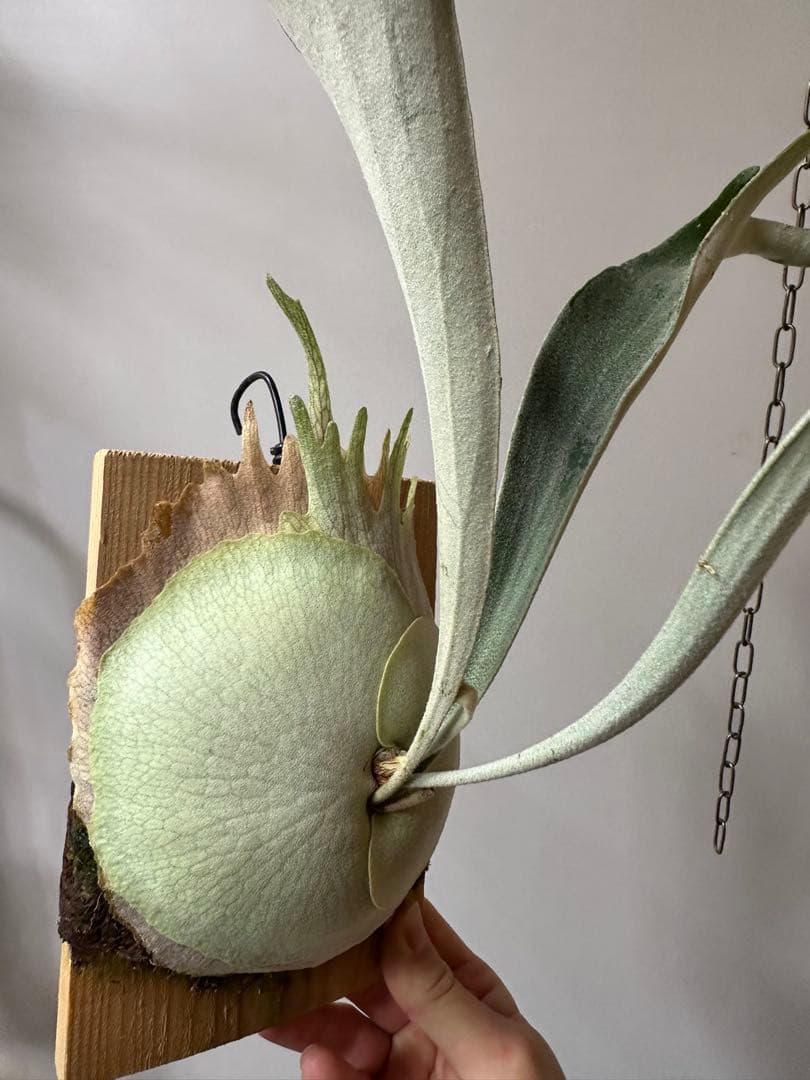 P.veitchii 'Auburn ' 子株販売　ビカクシダ