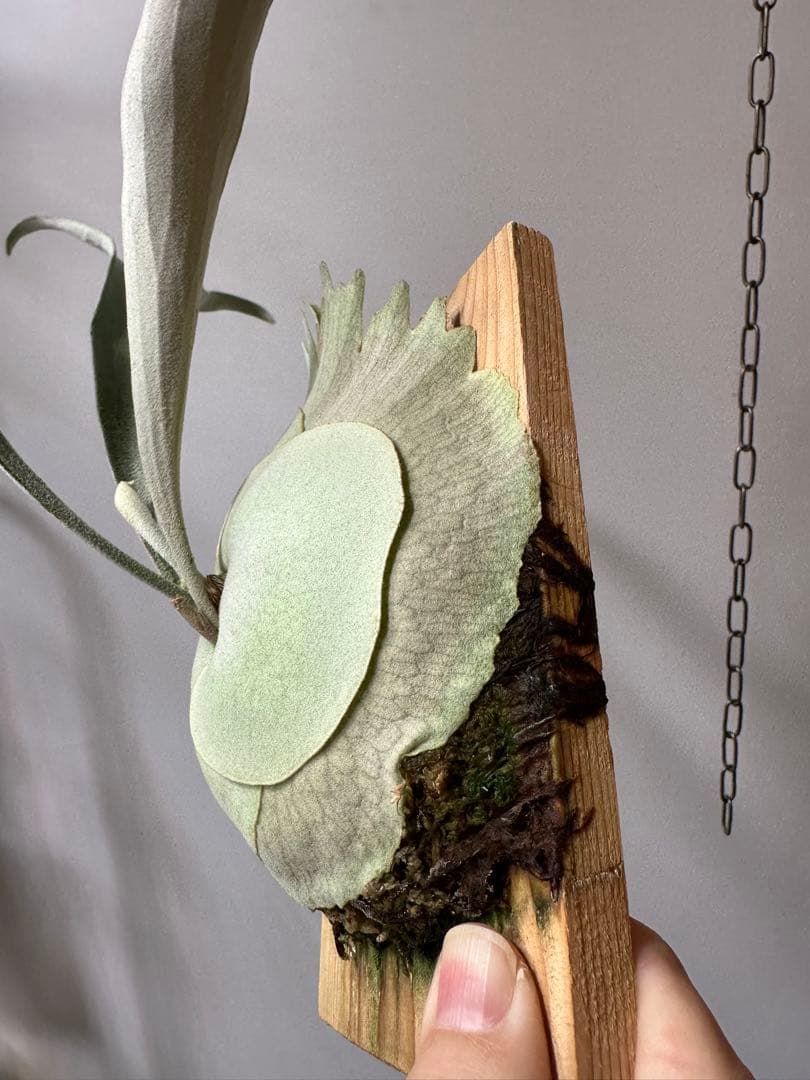 P.veitchii 'Auburn ' 子株販売　ビカクシダ