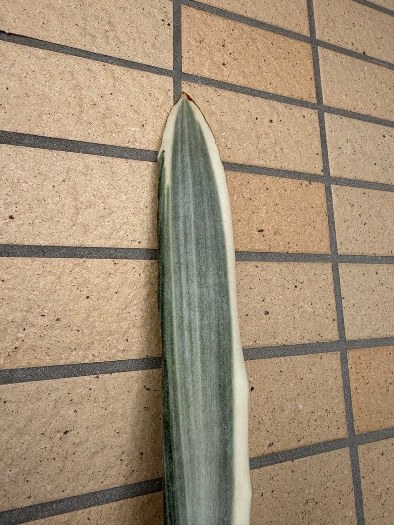 美株　希少　サンスベリアビューティークイーン　レア　鉢ごと　メルカリ便③