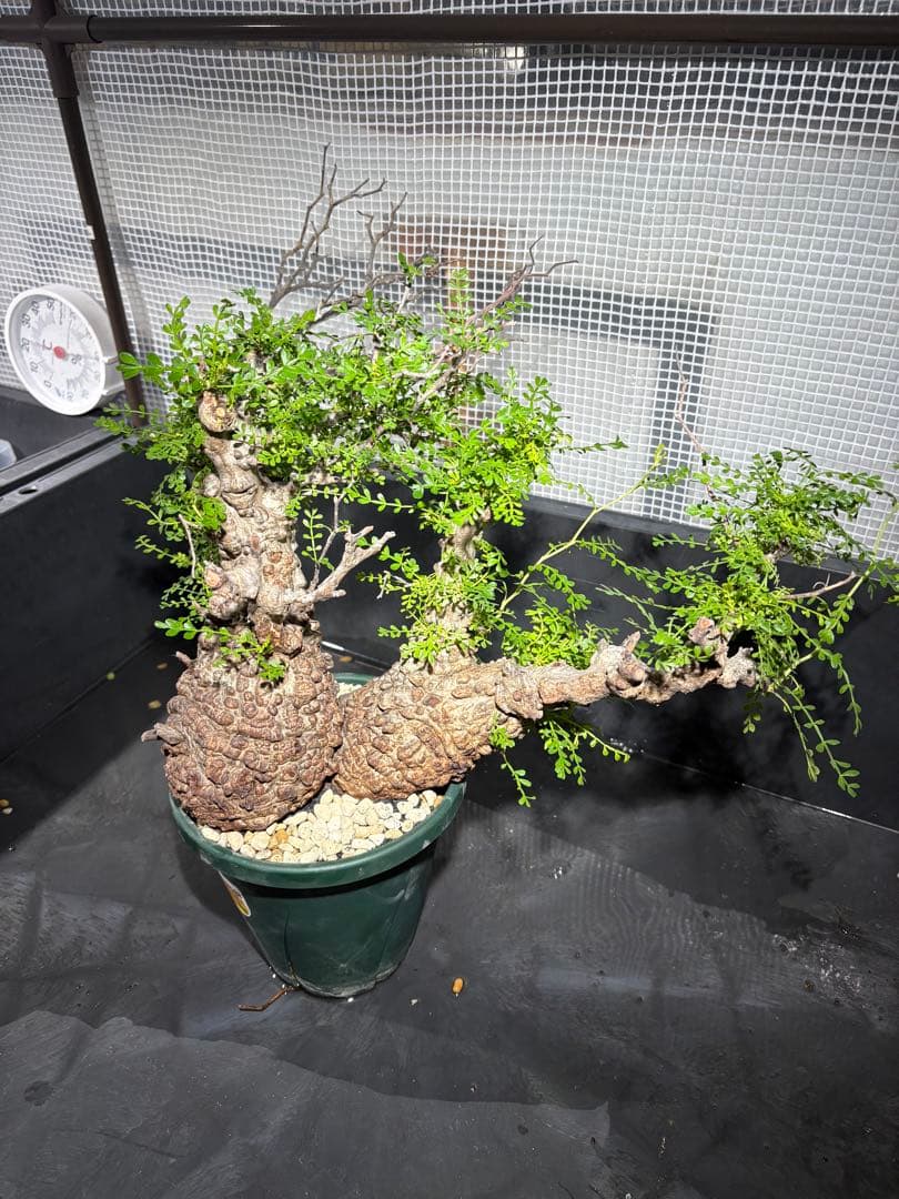 g*r様 良型 (パキプス） 中型株／発根済／塊根迫力◎／枝ぶり良好