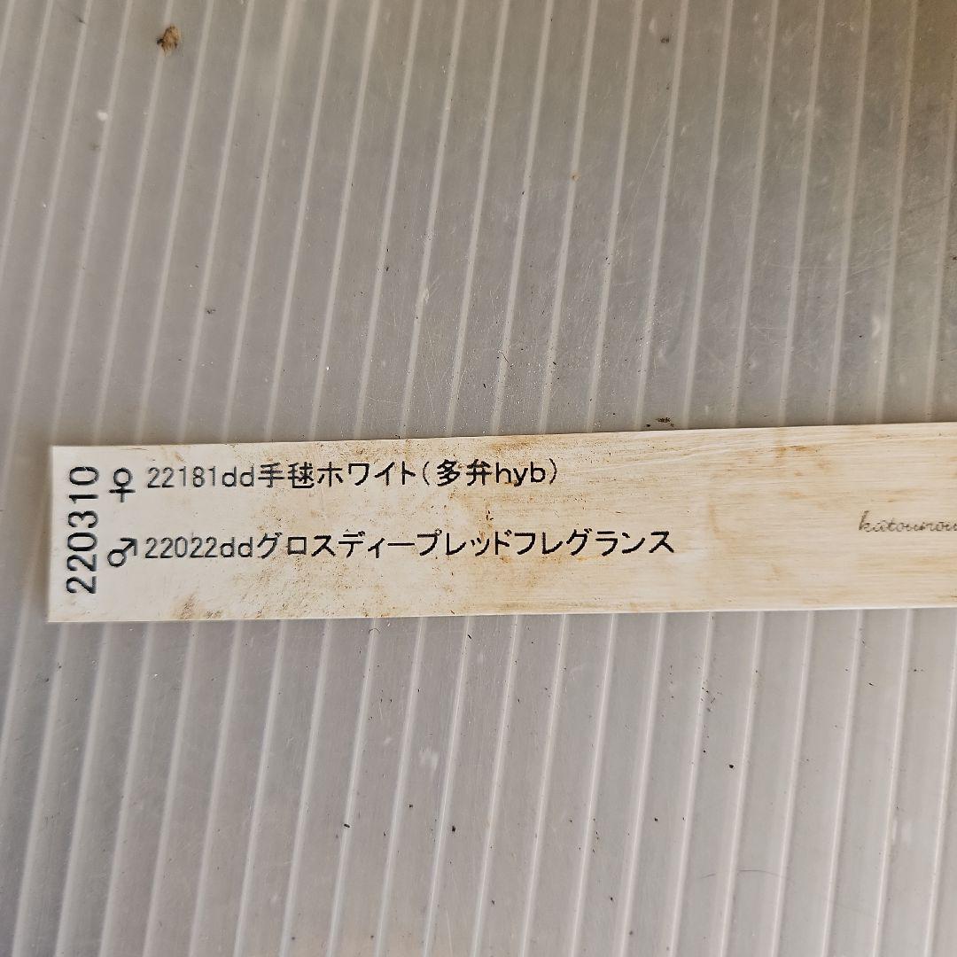 ㉖-176クリスマスローズ