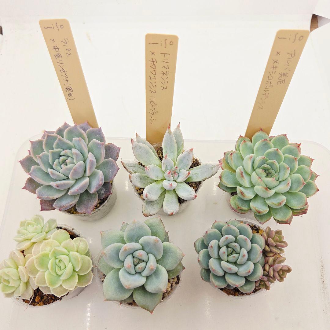 ビ*キ様 ㊸大きめ さくらホイップ❣️ミニマカロン❣️中リン交配❣️発根済6苗メ