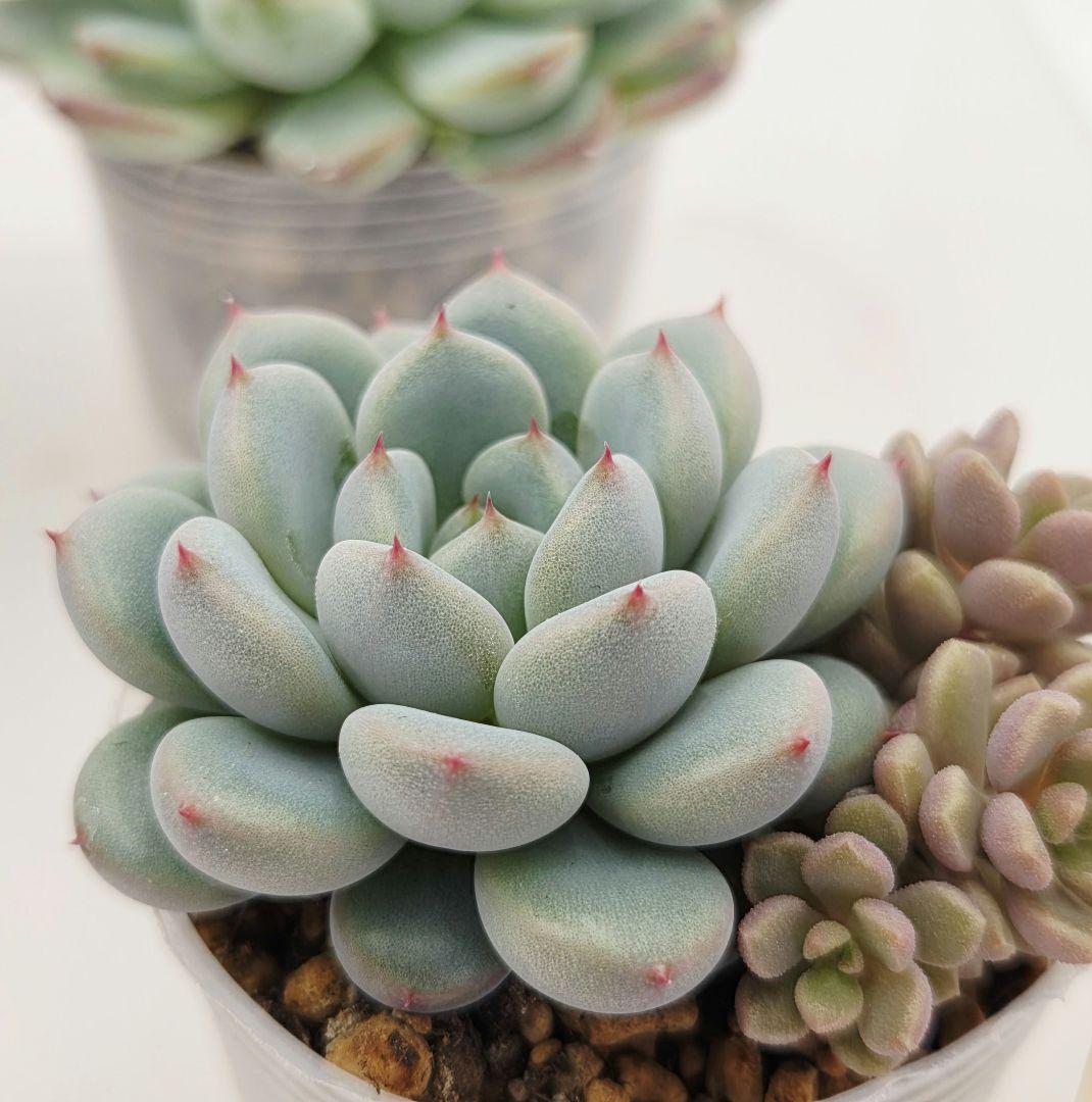 ビ*キ様 ㊸大きめ さくらホイップ❣️ミニマカロン❣️中リン交配❣️発根済6苗メ