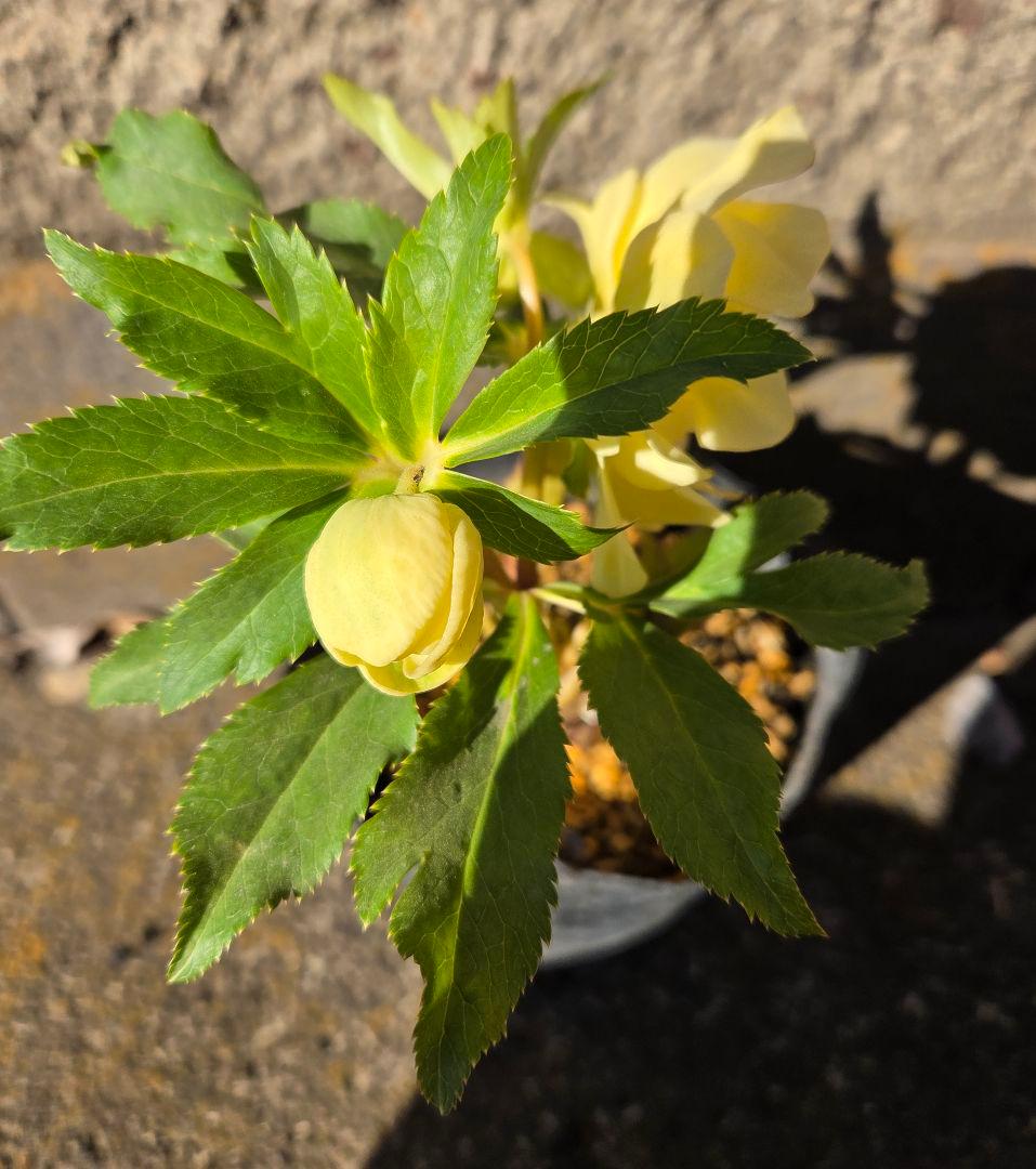 クリスマスローズ 　かぐや姫