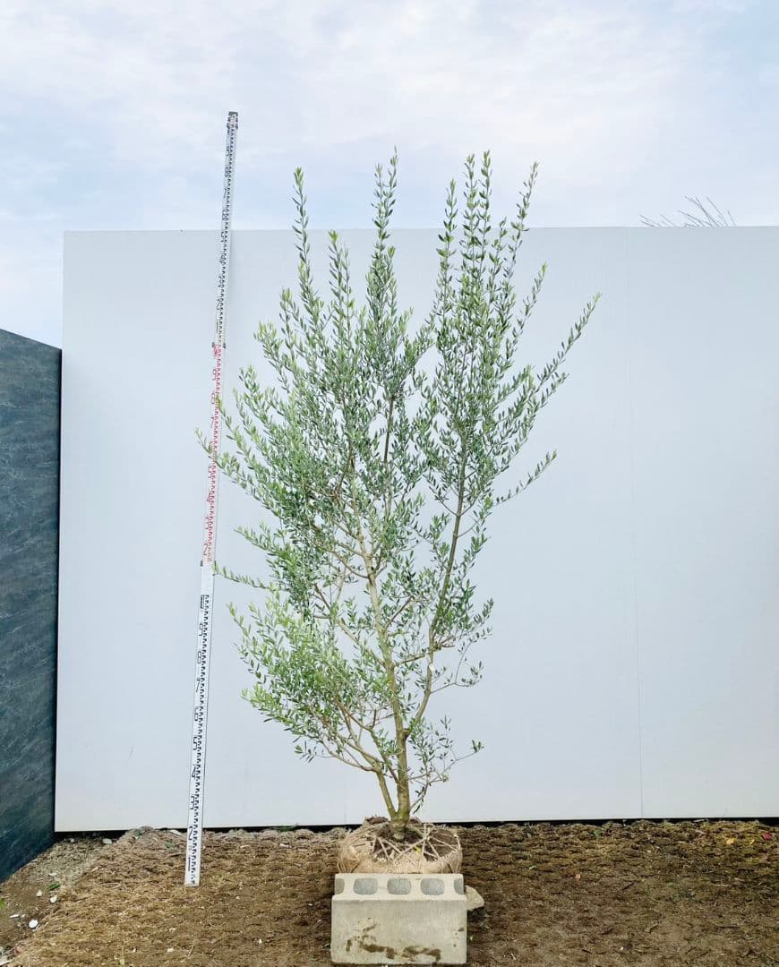 Hanakoさん専用　オリーブの木　エルグレコ　/882