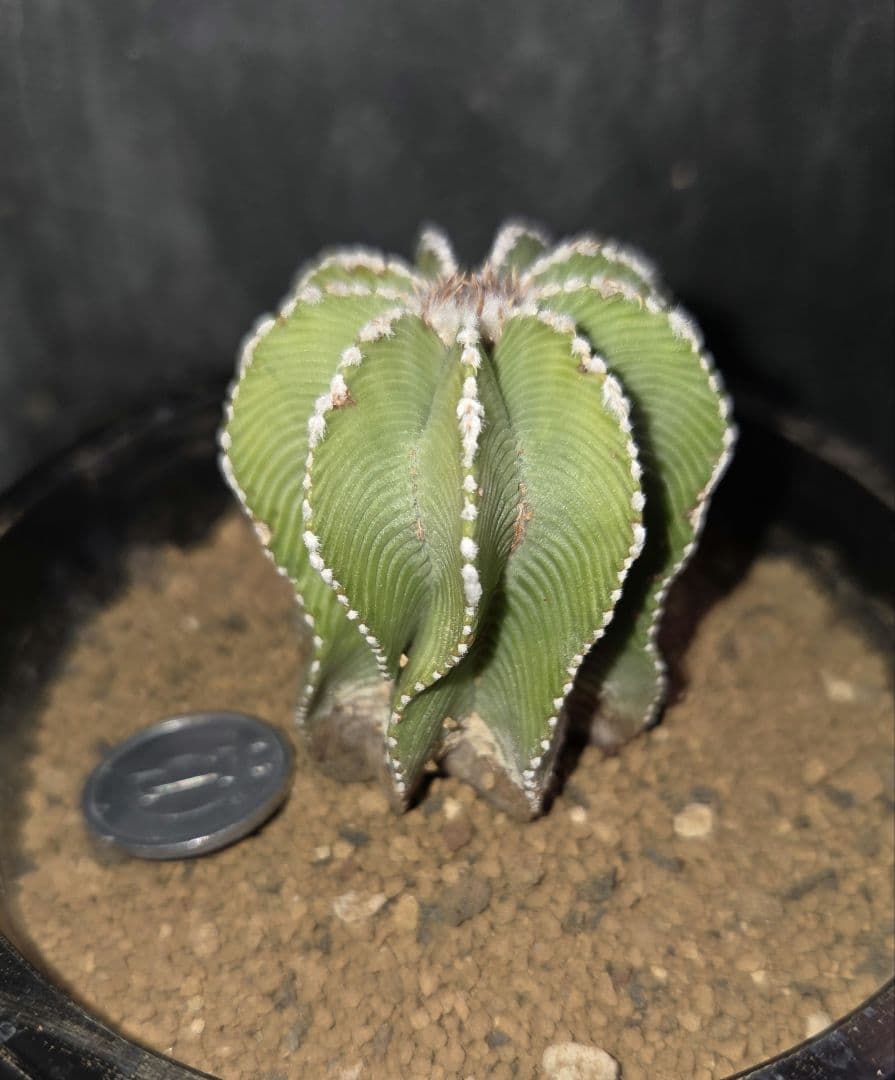 サボテン　アズテキウム　ヒントニー