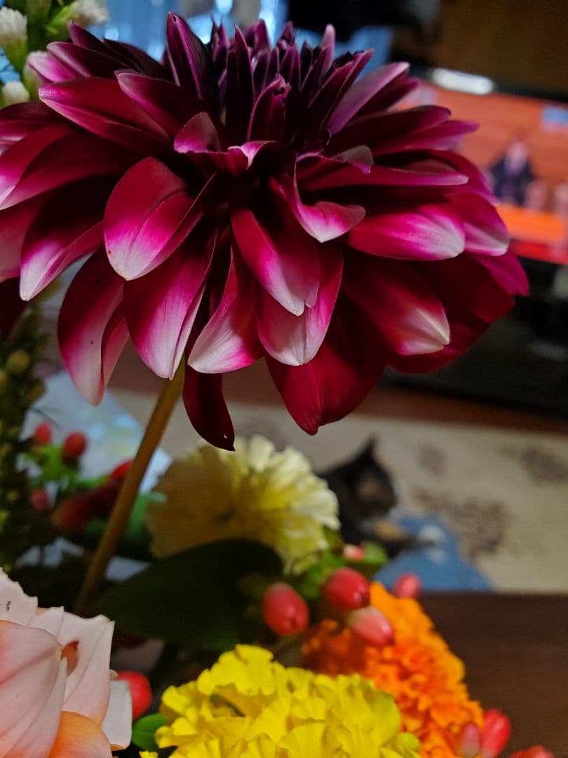 注文用です。　ダリア　中輪　赤色と白色の咲き分け咲き　１球～25-7(2)