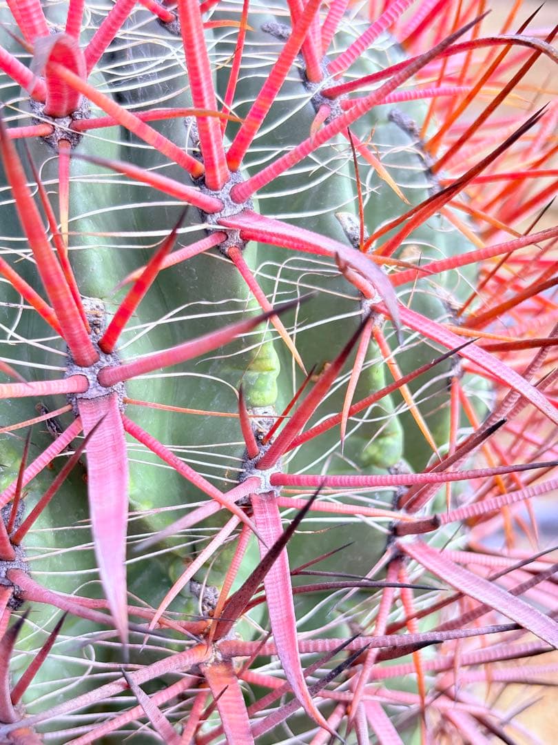 サボテン フェロカクタス 赤棘金冠竜