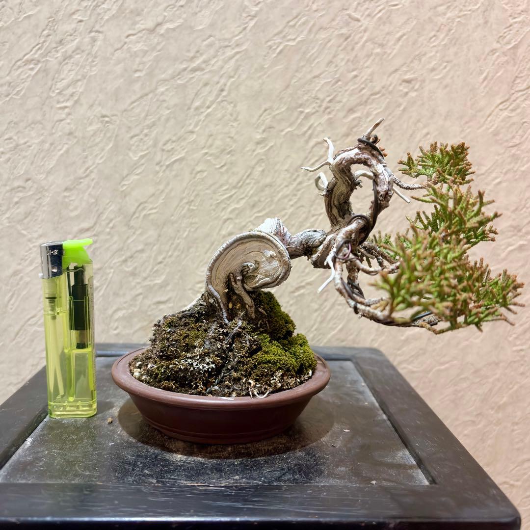 樹高11.5㎝　真柏　捻転　舎利　鉢　山秋　小品盆栽　黒松　五葉松　赤松　紅葉