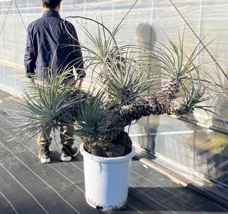 【現品】プヤ・セルーレア　開花株　現地株　日本最大級　15号