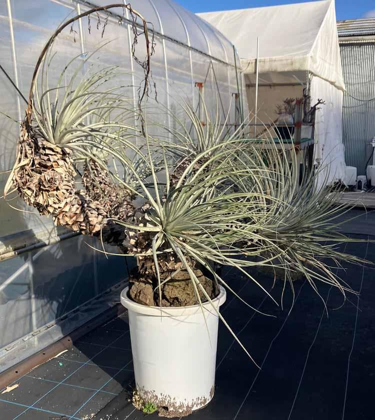 【現品】プヤ・セルーレア　開花株　現地株　日本最大級　15号