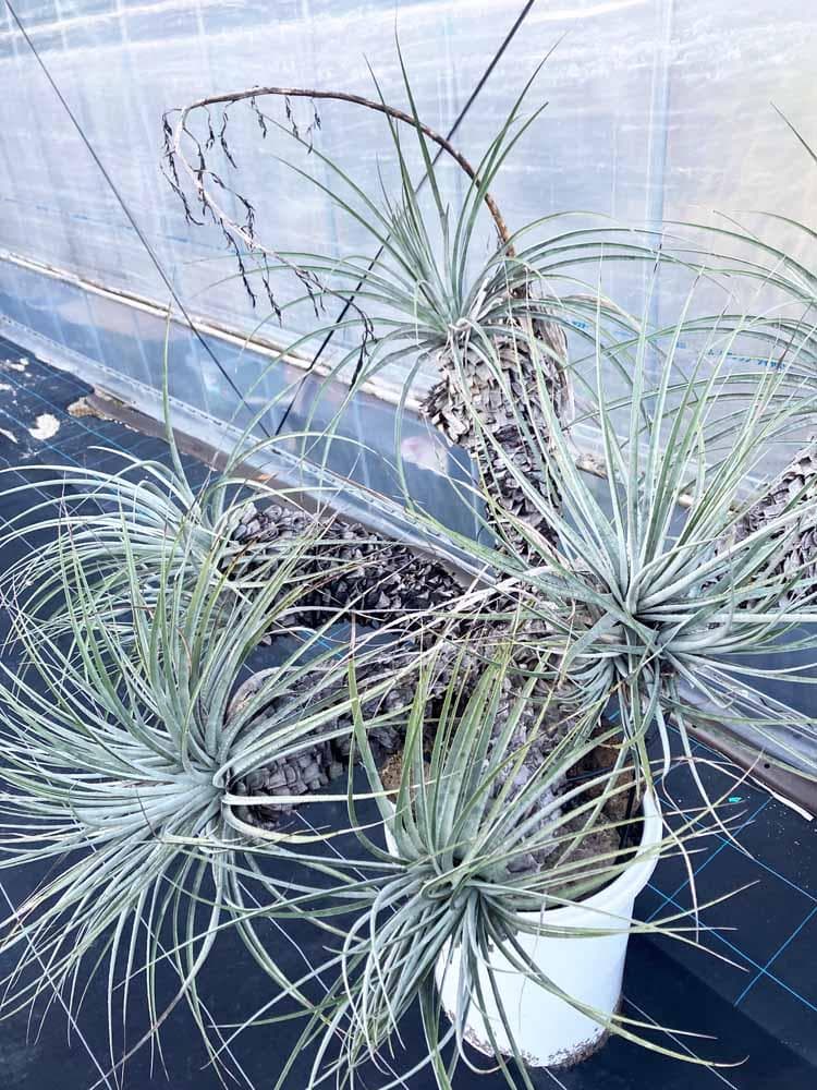 【現品】プヤ・セルーレア　開花株　現地株　日本最大級　15号