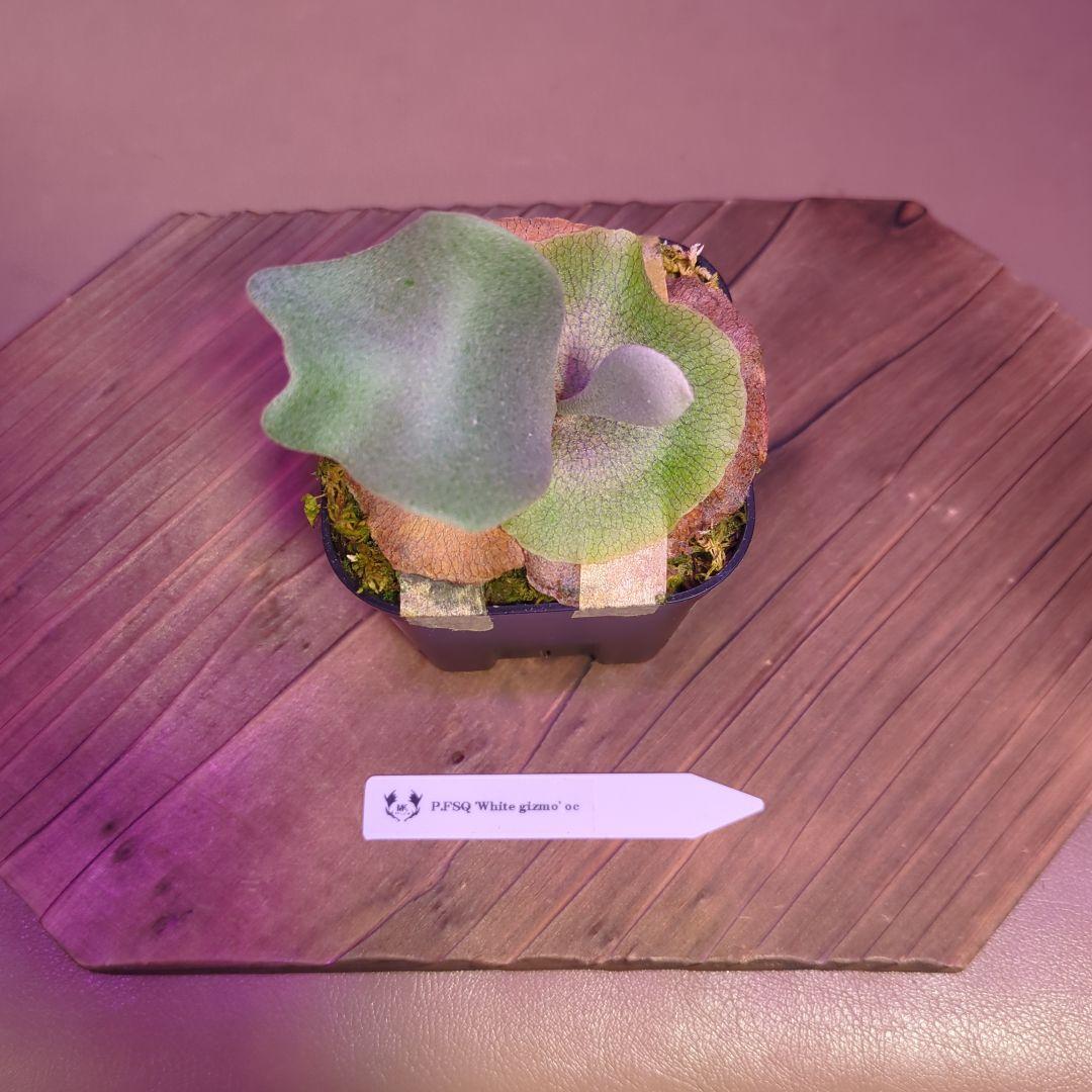 ＠*む様 【期間限定出品】P.FSQ 'White gizmo' oc/ビカクシ