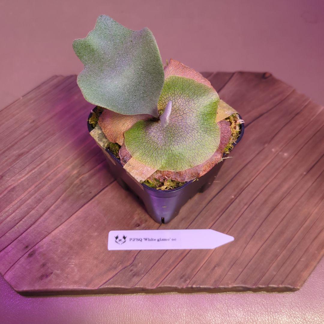 ＠*む様 【期間限定出品】P.FSQ 'White gizmo' oc/ビカクシ