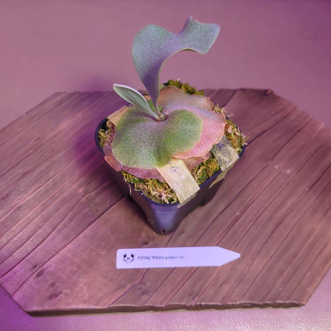 ＠*む様 【期間限定出品】P.FSQ 'White gizmo' oc/ビカクシ