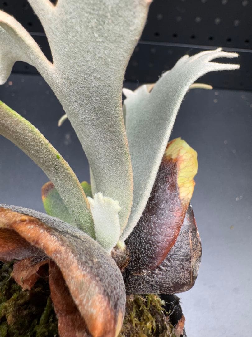 【平凡之鹿】YMDS Totoro HHRナーセリータグ付け #077