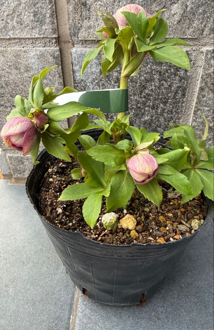 クリスマスローズ　広瀬園芸スモーキーピンクベイン小輪