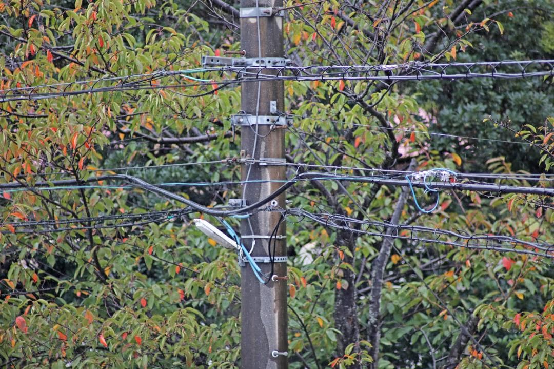 レンズ(単焦点) Carl Zeiss Tele Tessar 300mm F4 MMJ#7734