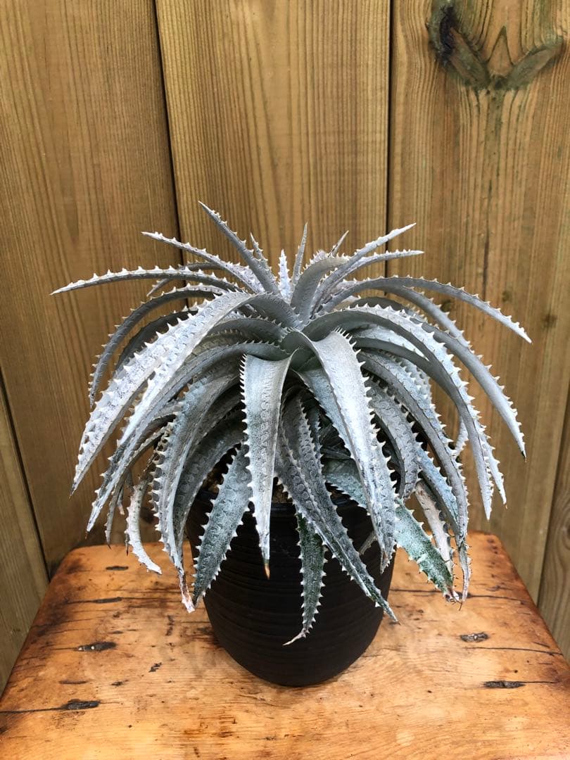 ディッキア・スノーボール