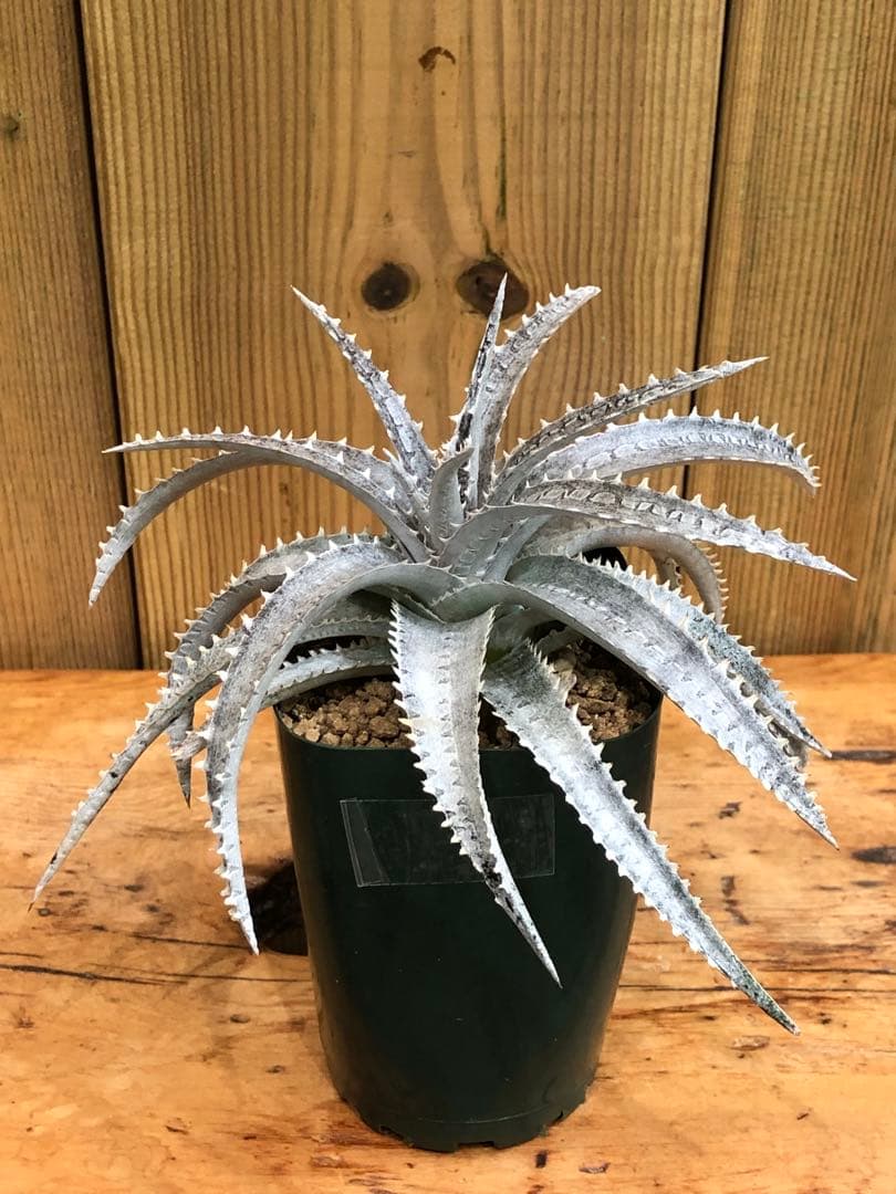 ディッキア・スノーボール