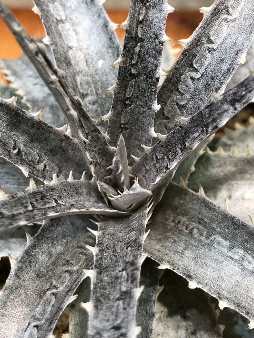 ディッキア・スノーボール