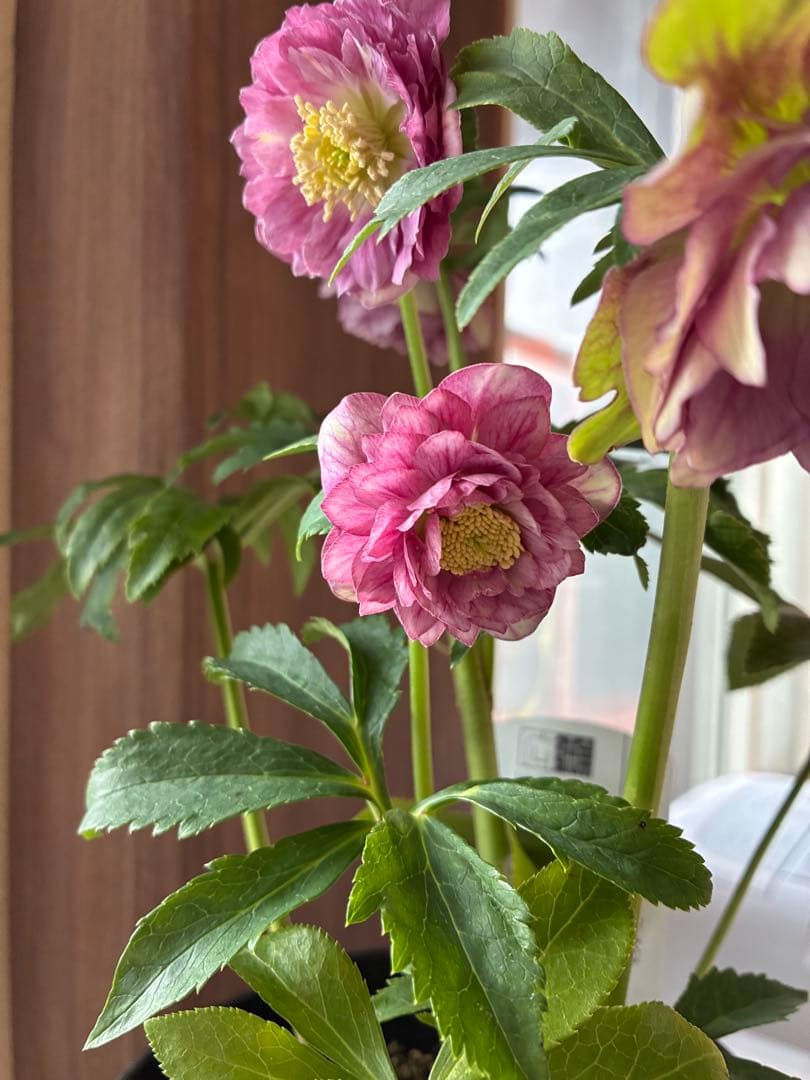 SALE‼︎ 大幅値下げ　広瀬園芸さん　小輪多弁充実株