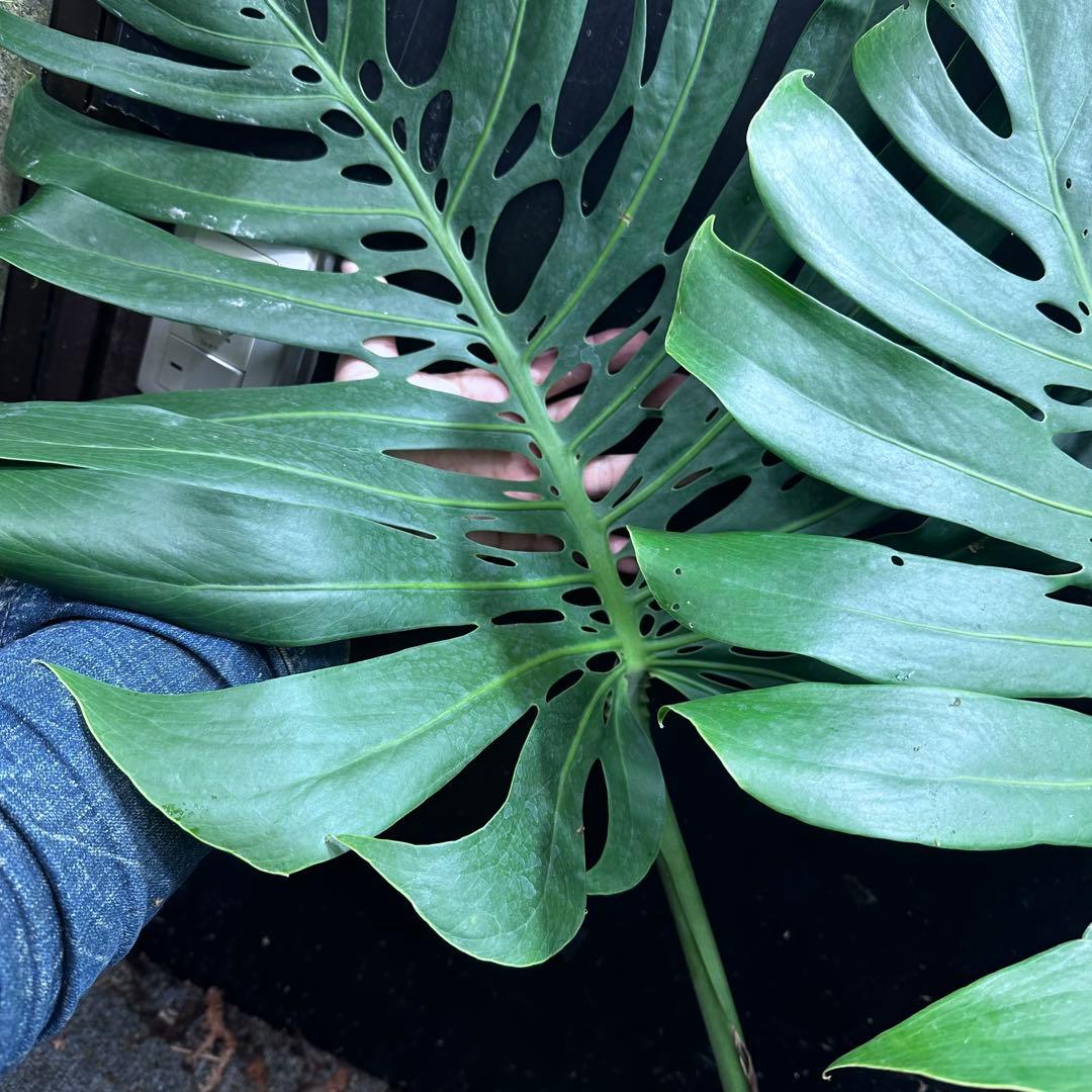 森のお花出品です モンステラデリシオーサマクロコズム