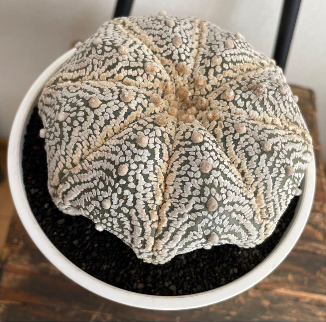 国内実生　スーパー兜　ヒトデ　温室管理（全幅12.5cm×全高6cm）特大株