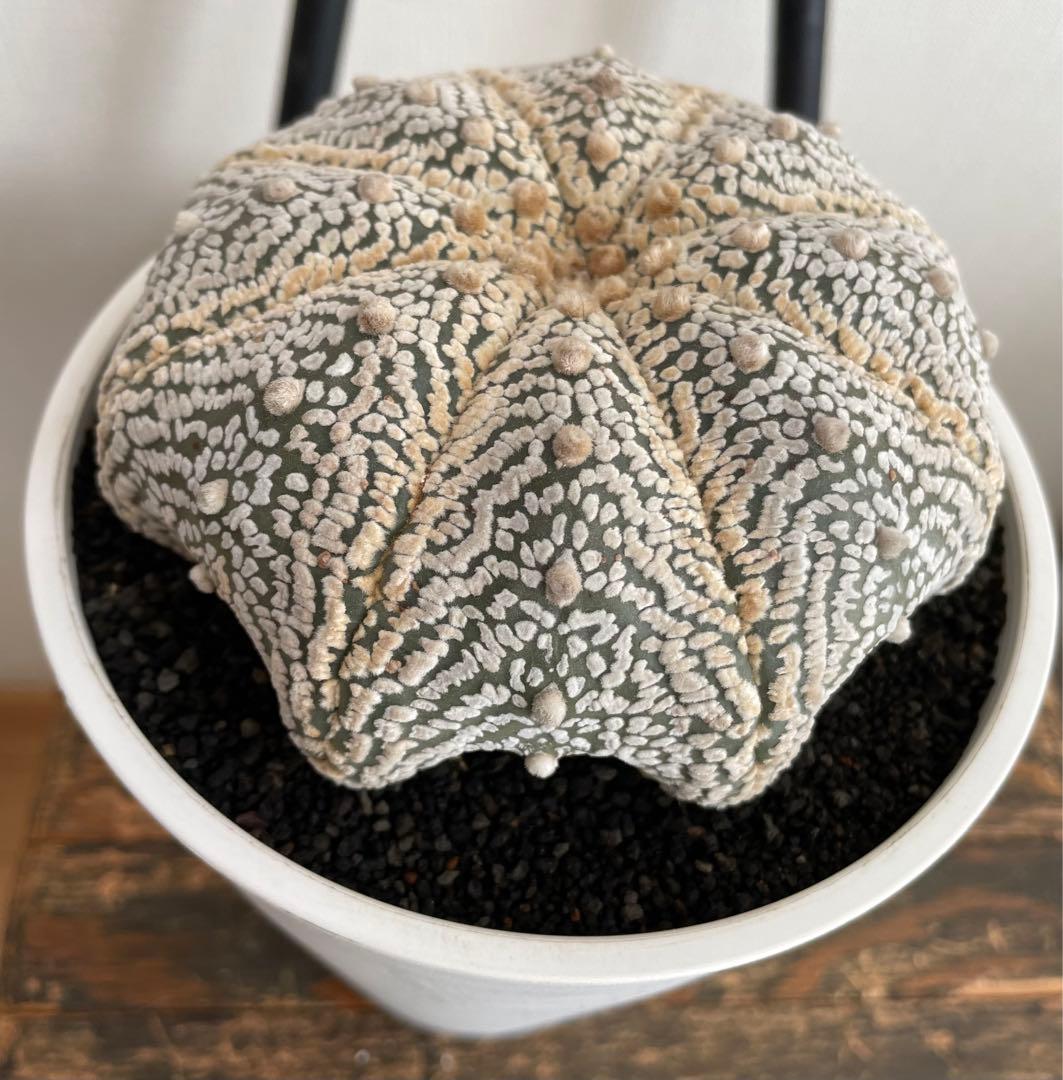 国内実生　スーパー兜　ヒトデ　温室管理（全幅12.5cm×全高6cm）特大株