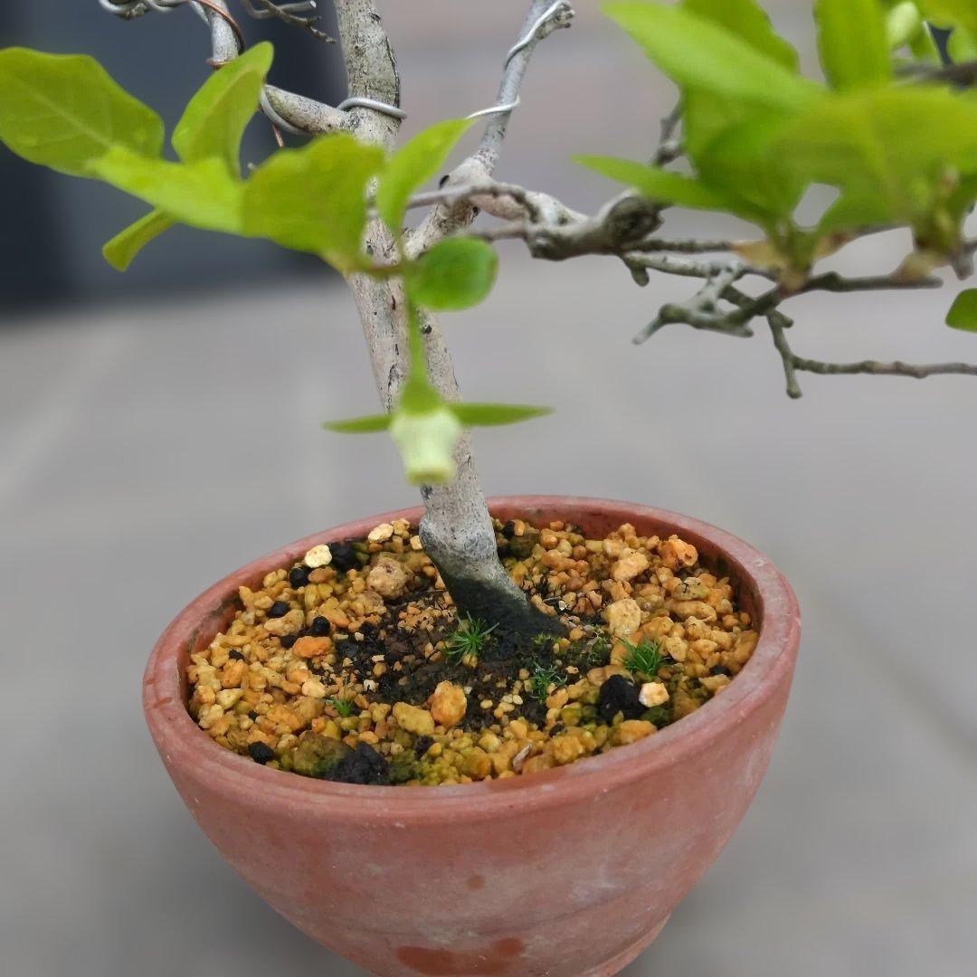 老爺柿、小品盆栽。メス、