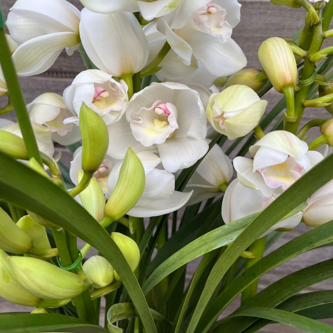 まさまる　シンビジューム　シンビジウム　ザツーバージンズ　エレガントレディ