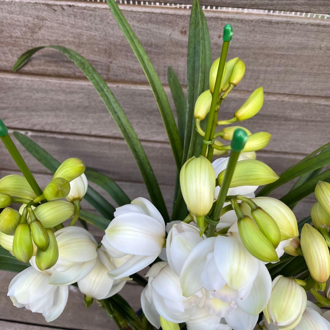 まさまる　シンビジューム　シンビジウム　ザツーバージンズ　エレガントレディ