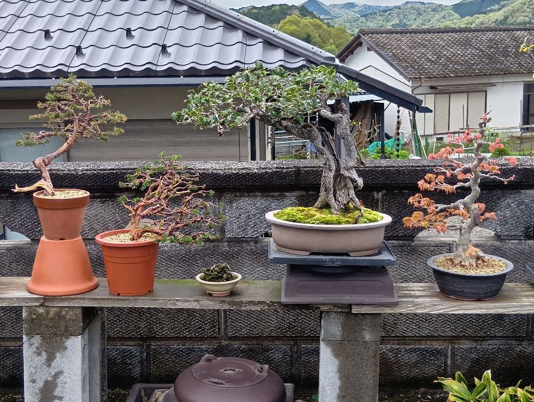 ‼️相木千栞‼️山取り枯木ヒイラギ