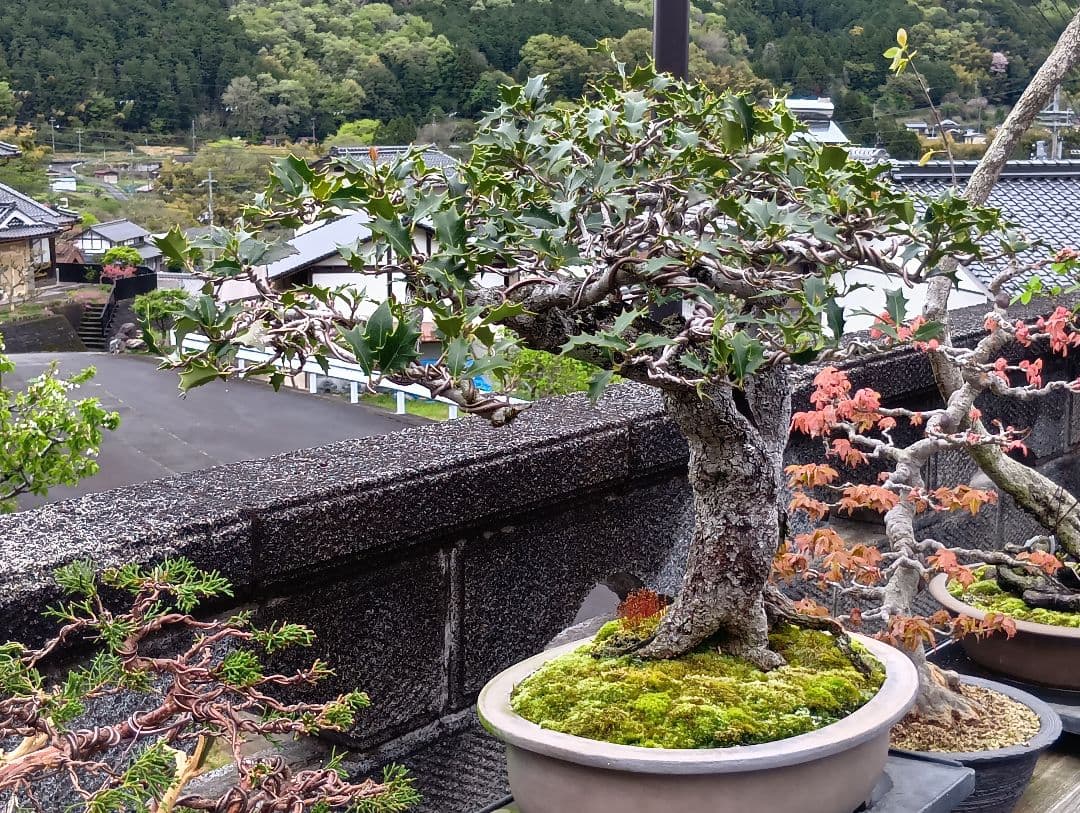 ‼️相木千栞‼️山取り枯木ヒイラギ