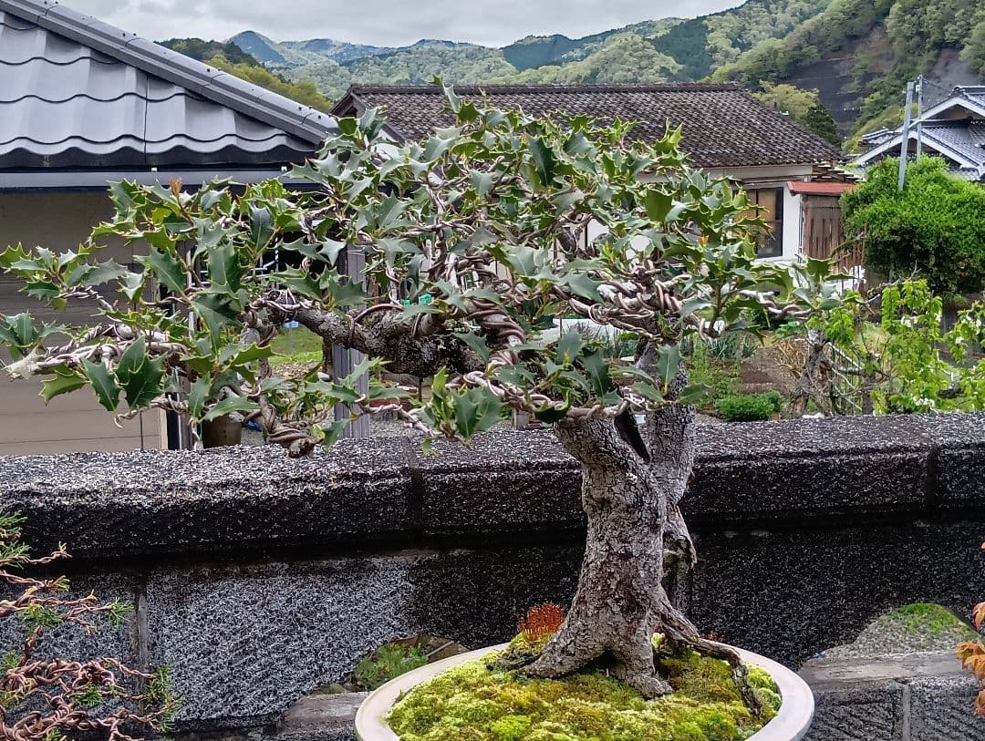 ‼️相木千栞‼️山取り枯木ヒイラギ