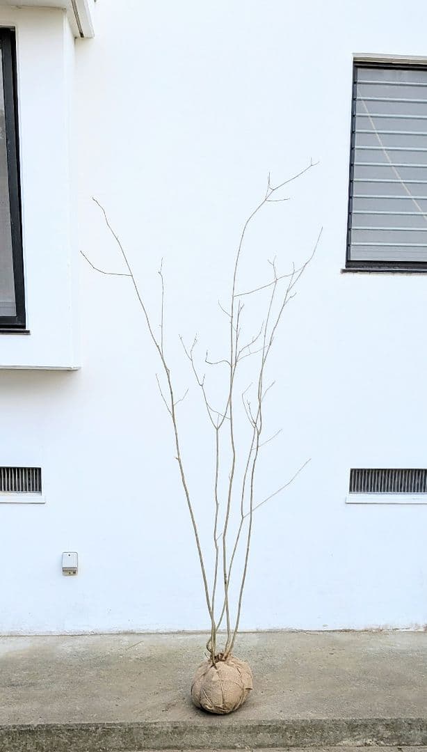 抜群。山採りアオダモ株。