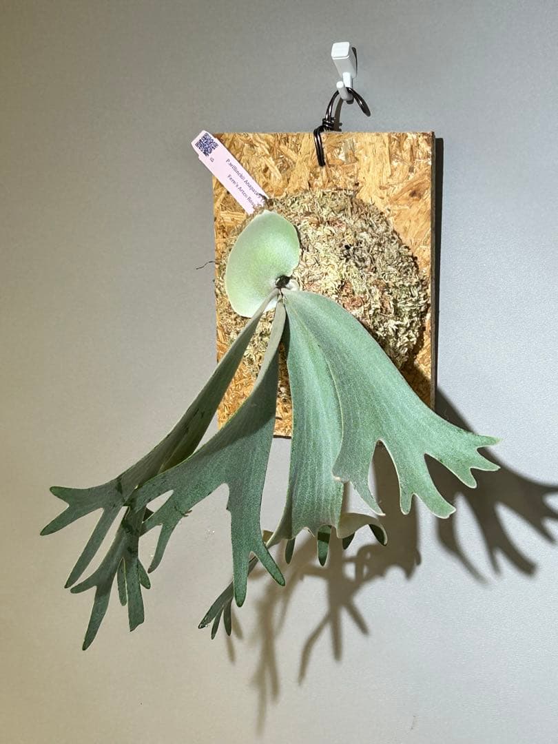 ビカクシダ P. willinckii Anapat#9 (PUP) 3