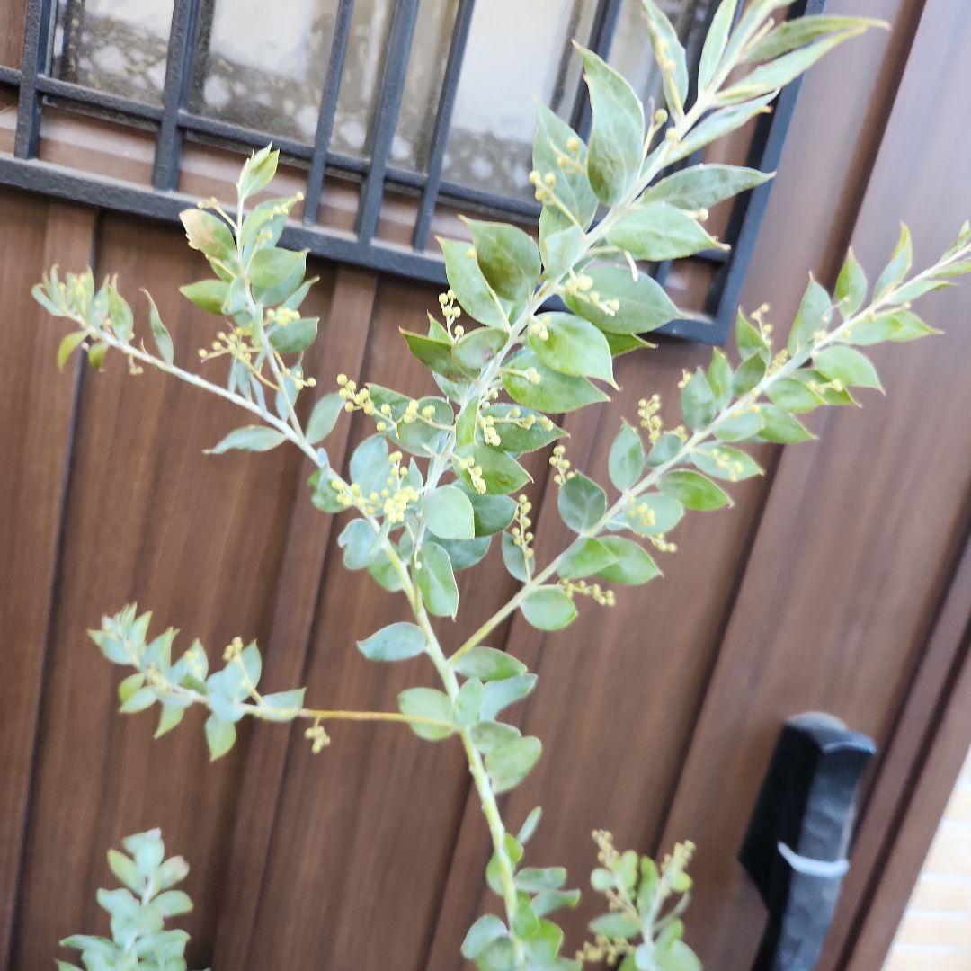 花芽付き♡大きめ　パールアカシア　7号ポット苗　ミモザ　オージープランツ