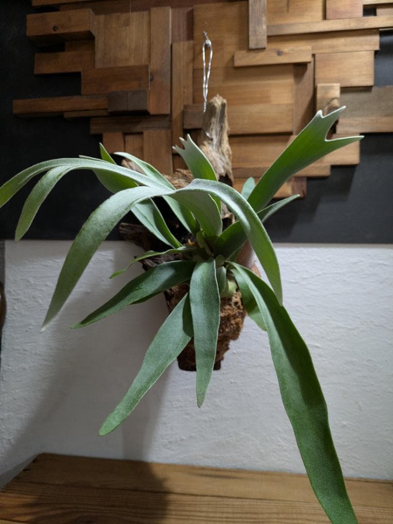 プラティケリウム ビーチー［流木付］【珍奇植物】コウモリラン・ビカクシダ